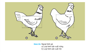 Giải bài tập SGK Công nghệ lớp 7 bài 35: Thực hành: Nhận biết và chọn một số giống gà qua quan sát ngoại hình và đo kích thước các chiều