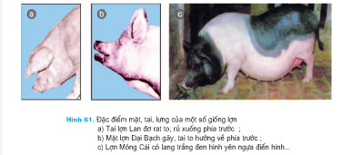 Giải bài tập SGK Công nghệ lớp 7 bài 36: Thực hành: Nhận biết một số giống lợn (heo) qua quan sát ngoại hình và đo kích thước các chiều