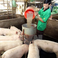 Giải bài tập SGK Công nghệ lớp 7 bài 43: Thực hành: Đánh giá chất lượng thức ăn vật nuôi chế biến bằng phương pháp vi sinh vật