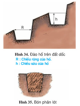 Giải bài tập SGK Công nghệ lớp 9 quyển 3 bài 13: Thực hành: Trồng cây ăn quả