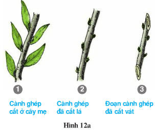 Giải bài tập SGK Công nghệ lớp 9 quyển 3 bài 6: Thực hành: Ghép