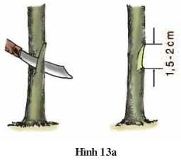 Giải bài tập SGK Công nghệ lớp 9 quyển 3 bài 6: Thực hành: Ghép