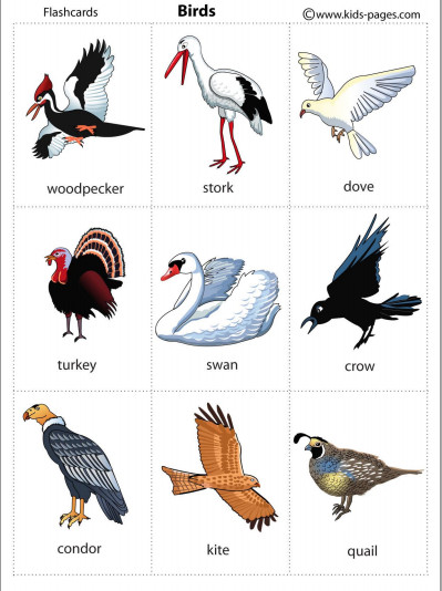 Từ vựng tiếng Anh chủ đề các loài chim