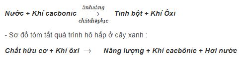 bài tập sinh học lớp 6