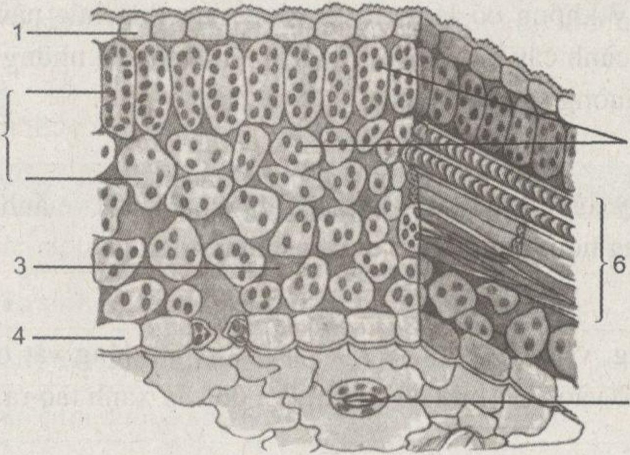 bài tập sinh học lớp 6
