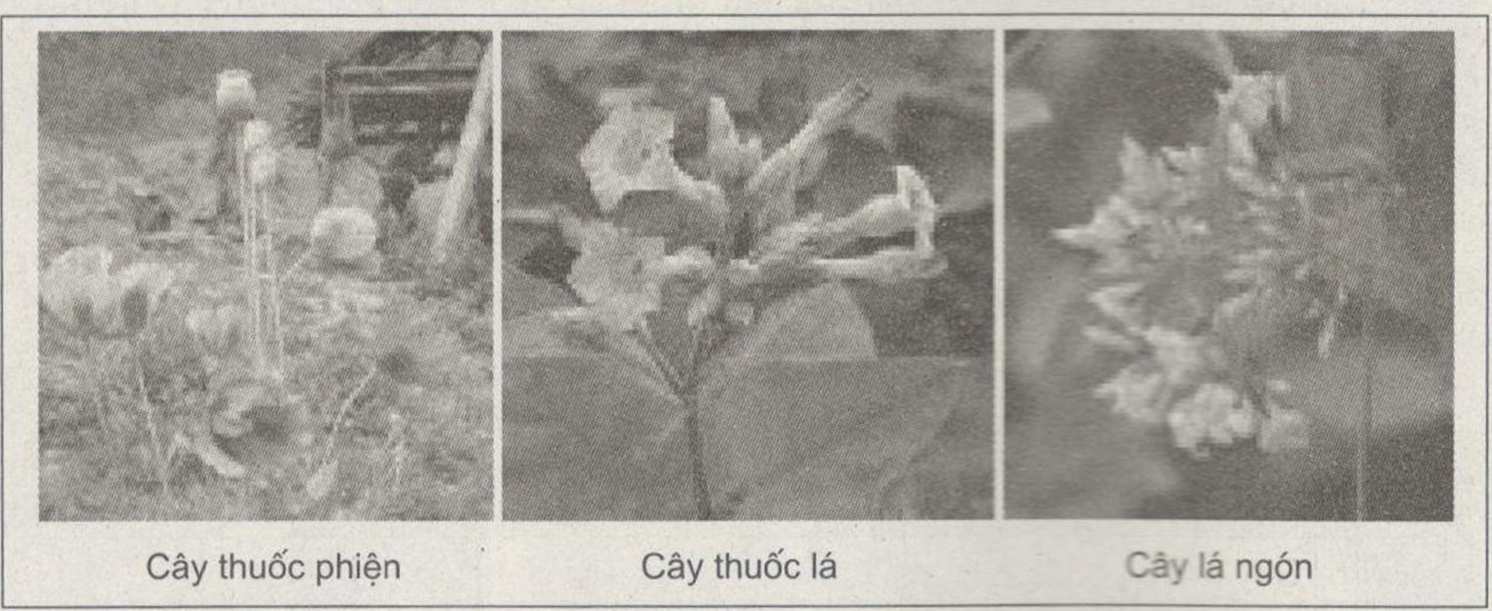 bài tập sinh học 6