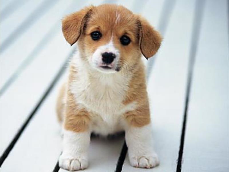 Lập dàn ý Thuyết minh về con chó