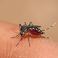 Bài tuyên truyền phòng chống sốt xuất huyết