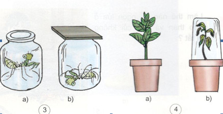 Giải bài tập Khoa học lớp 4