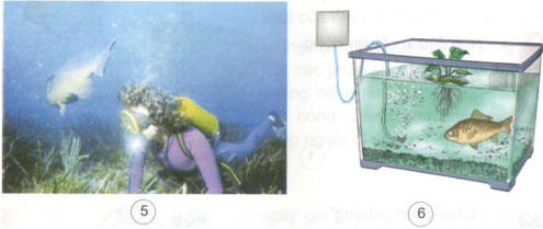 Giải bài tập Khoa học lớp 4