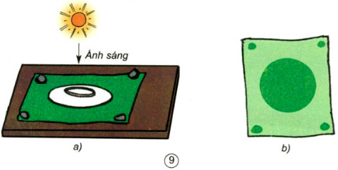 Giải bài tập Khoa học 5