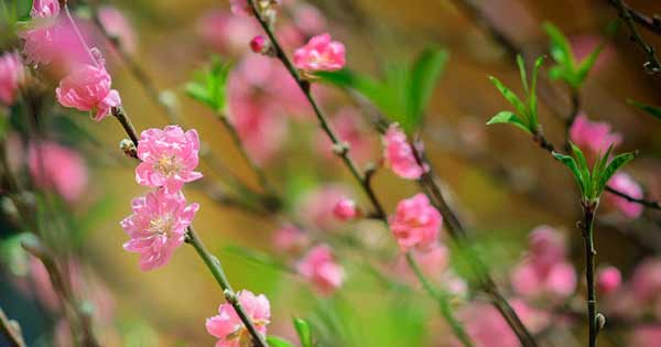 Dàn ý tả cây hoa đào ngày Tết