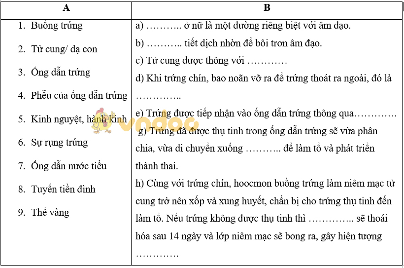 Giải bài tập Sinh học lớp 8 bài 61: Cơ quan sinh dục nữ