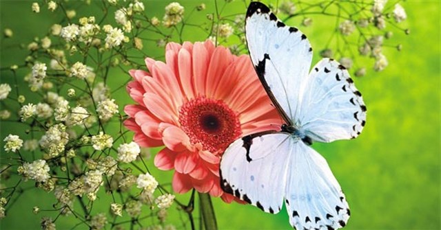 Lời Bai Hat Hoa Cỏ Mua Xuan Lyrics Hoa Cỏ Mua Xuan Vndoc Com