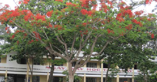 Lập dàn ý tả cây phượng