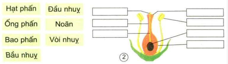 Giải bài tập SGK Khoa học 5