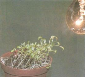 Giải SGK Khoa học 4