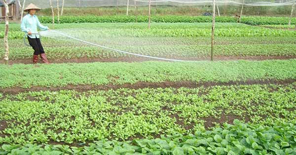 Tả một luống rau