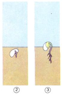 Giải bài tập SGK Khoa học lớp 5