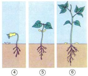 Giải bài tập SGK Khoa học lớp 5