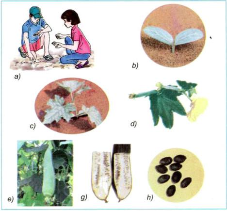 Giải bài tập SGK Khoa học lớp 5