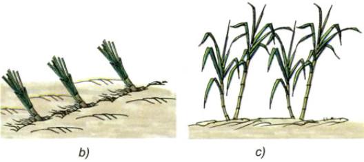 Giải bài tập SGK Khoa học 5