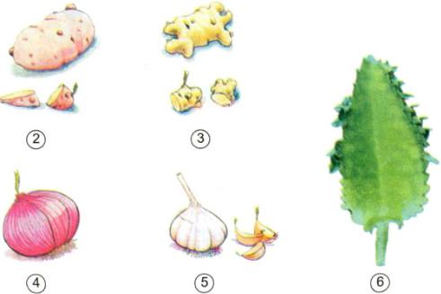 Giải bài tập SGK Khoa học 5