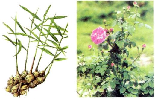 Giải bài tập SGK Khoa học 5