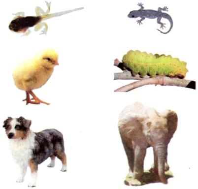 Giải sách bài tập Khoa học lớp 5