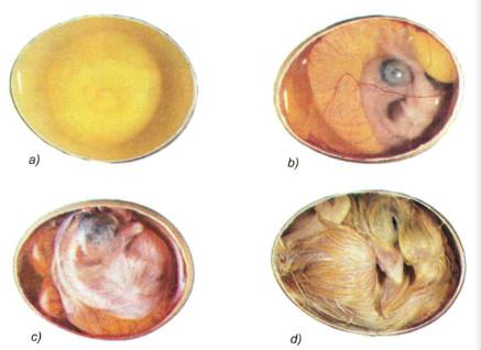 Giải SGK Khoa học lớp 5 tập 2