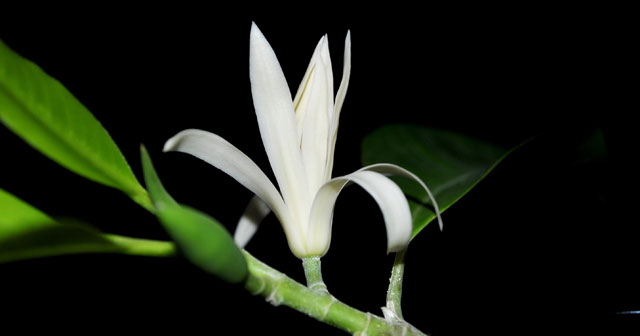 Văn mẫu lớp 9: Em hãy viết một bài văn miêu tả về “Hoa ngọc lan”