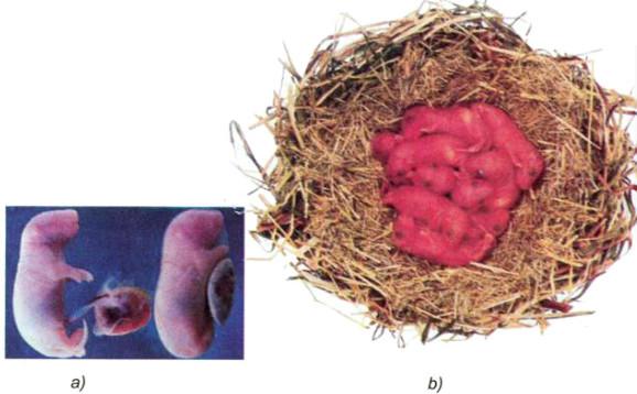 Giải bài tập SGK Khoa học 5