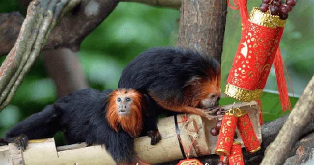 Tả con khỉ lớp 4