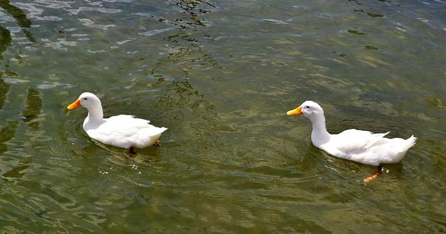 Viết đoạn văn tả ngoại hình, hoạt động của con vật