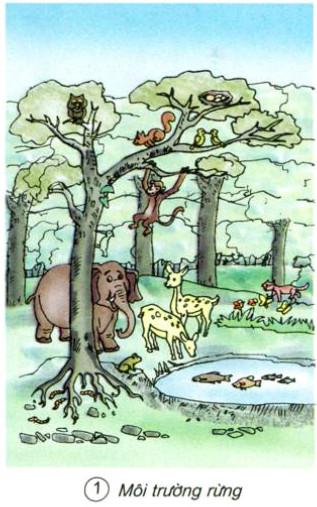 Giải bài tập Khoa học 5