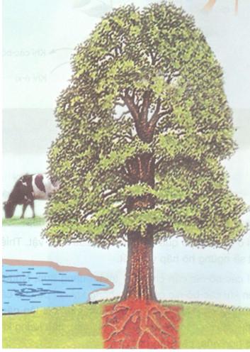 Giải bài tập SGK Khoa học 4