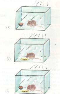 Giải bài tập Khoa học 4