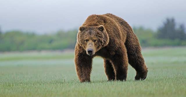 Lập dàn ý tả con vật nuôi trong vườn thú