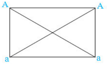 Cách viết giao tử cho thể tứ bội (4n) có kiểu gen AAaa