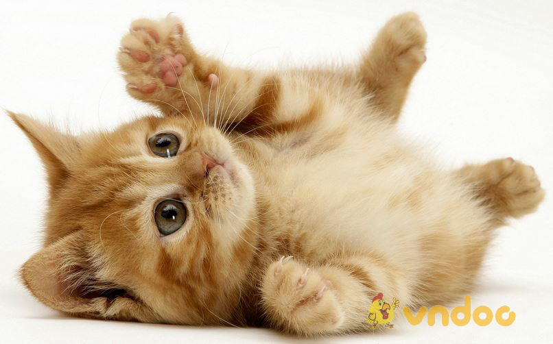 Ngữ văn lớp 7: Biểu cảm về con vật nuôi (con Mèo)