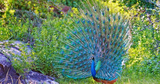 Tả con công trong vườn thú