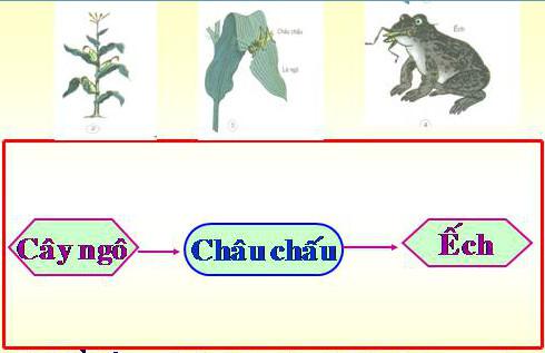 Giải vở bài tập Khoa học 4
