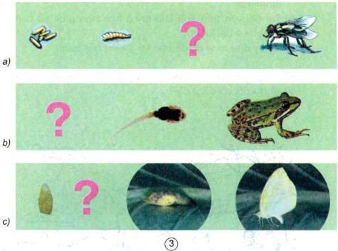 Giải bài tập Khoa học 5