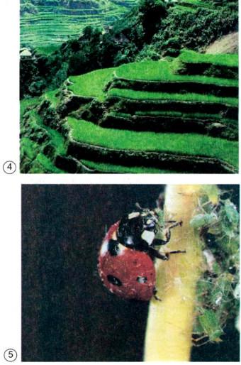 Giải sách giáo khoa khoa học 5