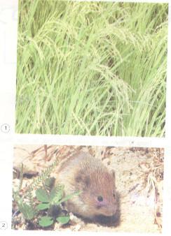 Giải vở bài tập Khoa học lớp 4