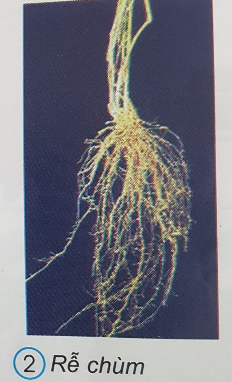 Giải bài tập SGK môn Tự nhiên xã hội 3 bài 43: Rễ cây