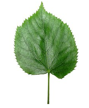 Giải bài tập SGK môn Tự nhiên xã hội 3 bài 45: Lá cây