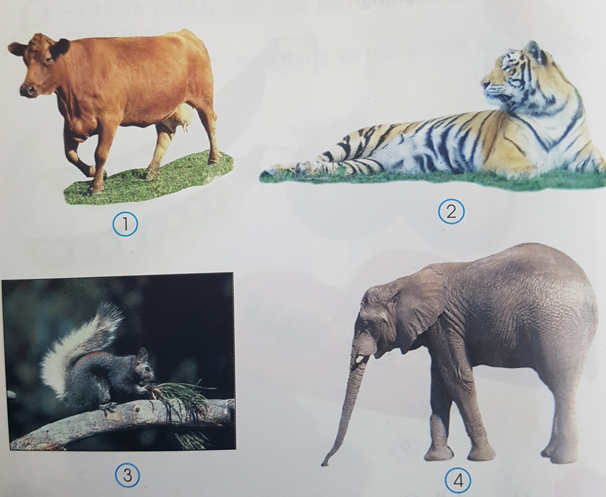 Giải bài tập SGK môn Tự nhiên xã hội 3 bài 49: Động vật