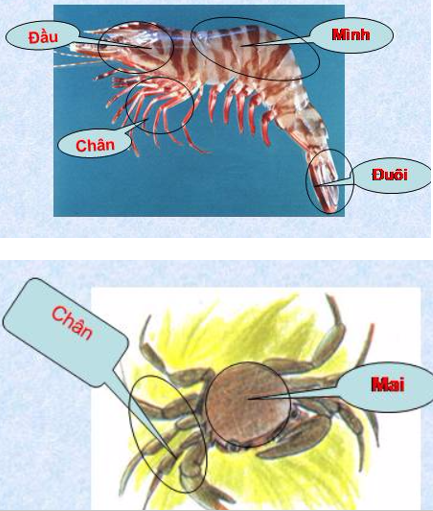 Giải bài tập SGK môn Tự nhiên xã hội 3 bài 51: Tôm, cua