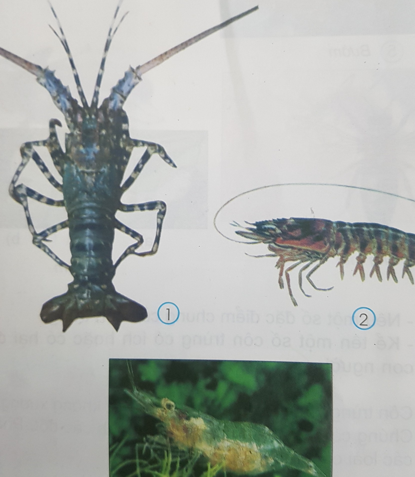 Giải bài tập SGK môn Tự nhiên xã hội 3 bài 51: Tôm, cua